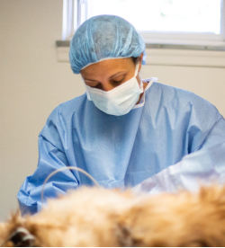 Veterinary Pet Surgery | Truesdell Animal Care Hospital and Clinic