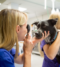 Pet Physical Exams | Truesdell Animal Care Hospital and Clinic