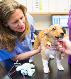 Puppy & Kitten Care | Truesdell Animal Care Hospital and Clinic